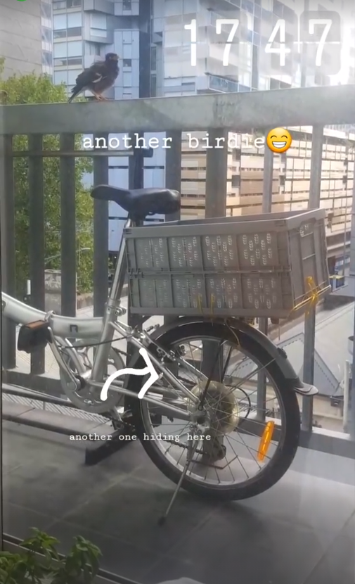  Juliet's bicycle on my balcony. Winged visitors (pigeons) during the lockdown.